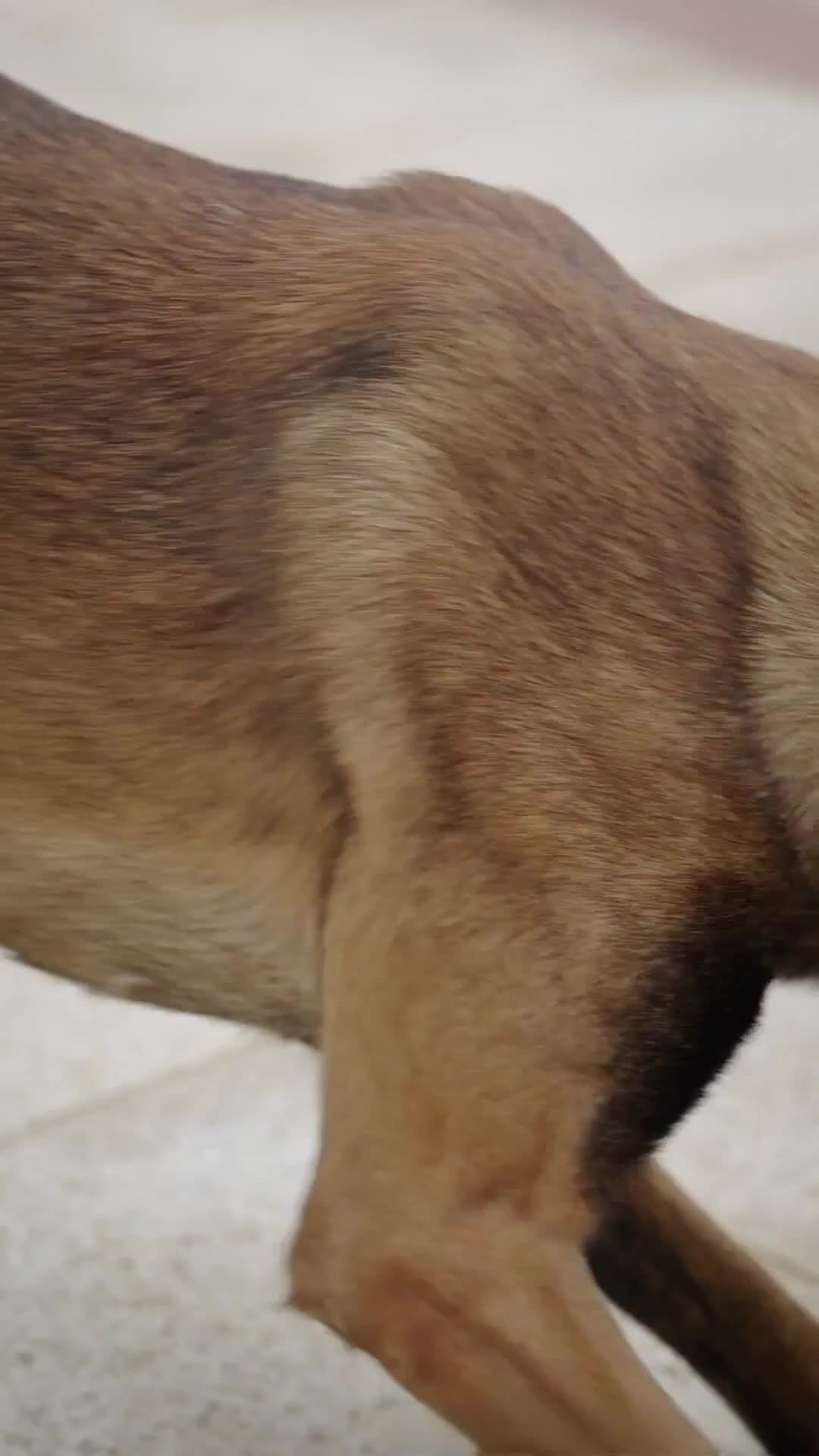 Episode 1 - They Saved the Dog, Not Their Son